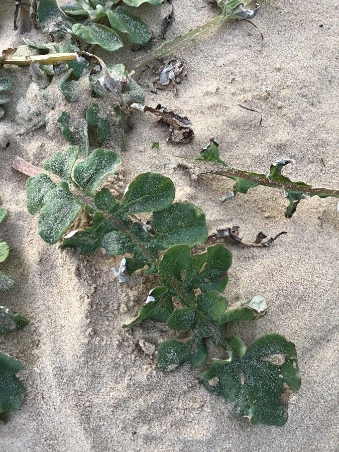 Arctotheca calendula — search result for 'New Zealand'