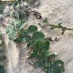 Arctotheca calendula