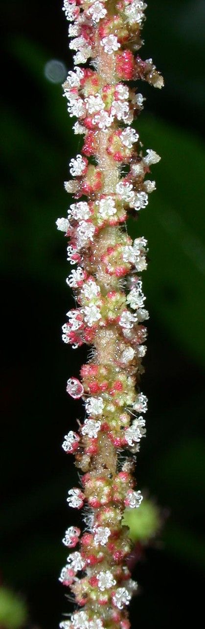 Acalypha costaricensis flower