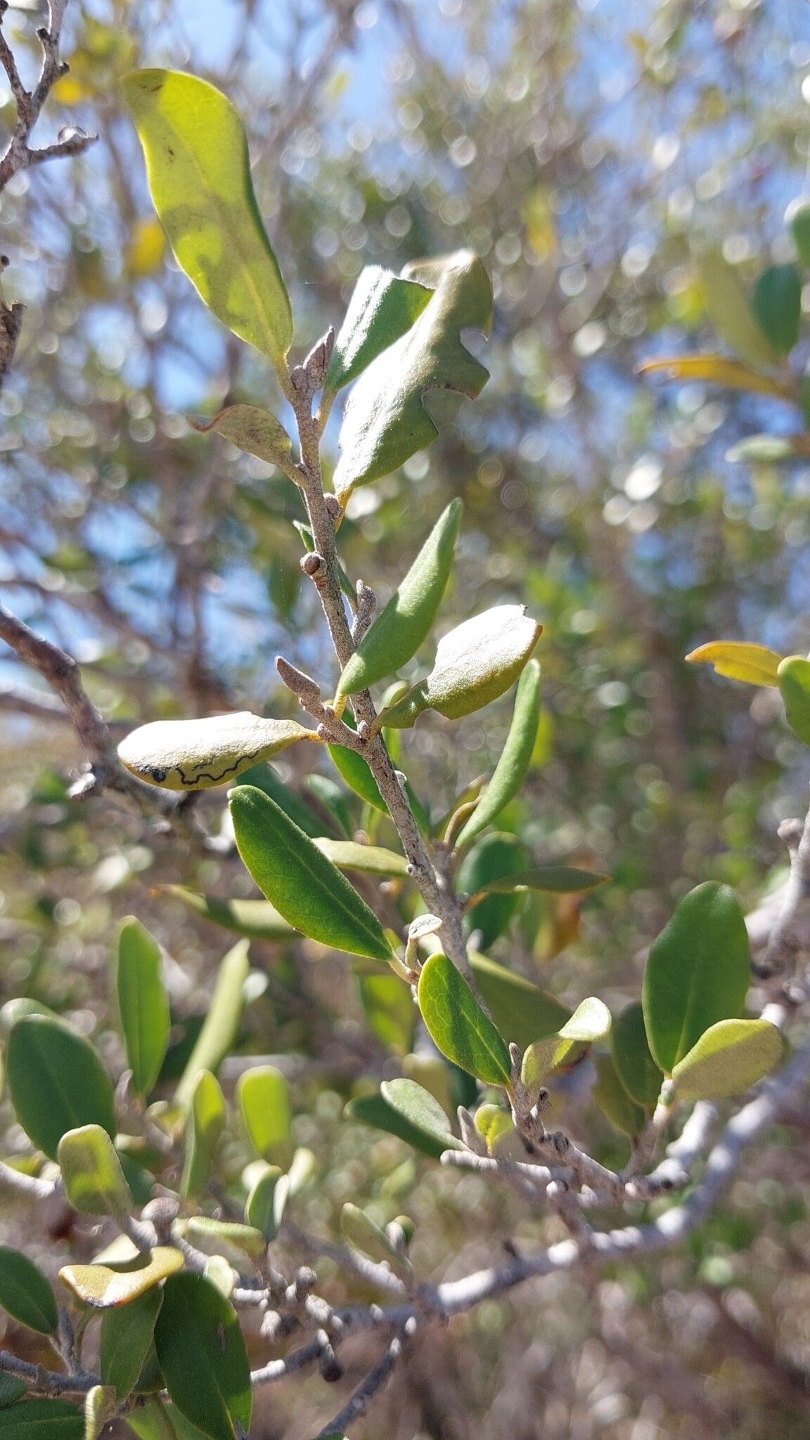 Diospyros torquata — houseplant care guide