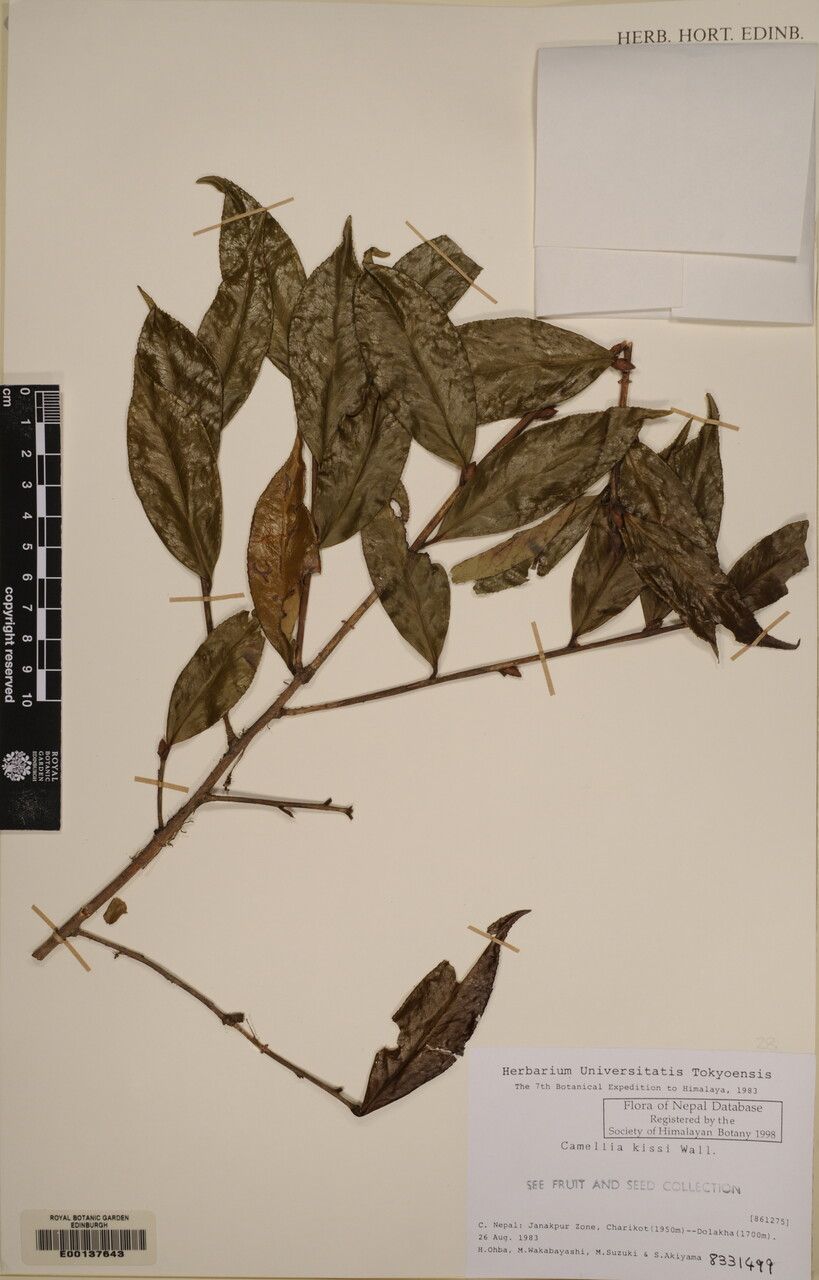 Camellia kissii — search result for 'Camellia'