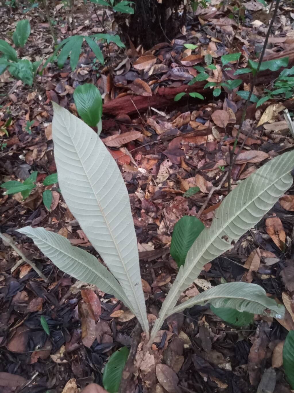 Pouteria macrocarpa leaf