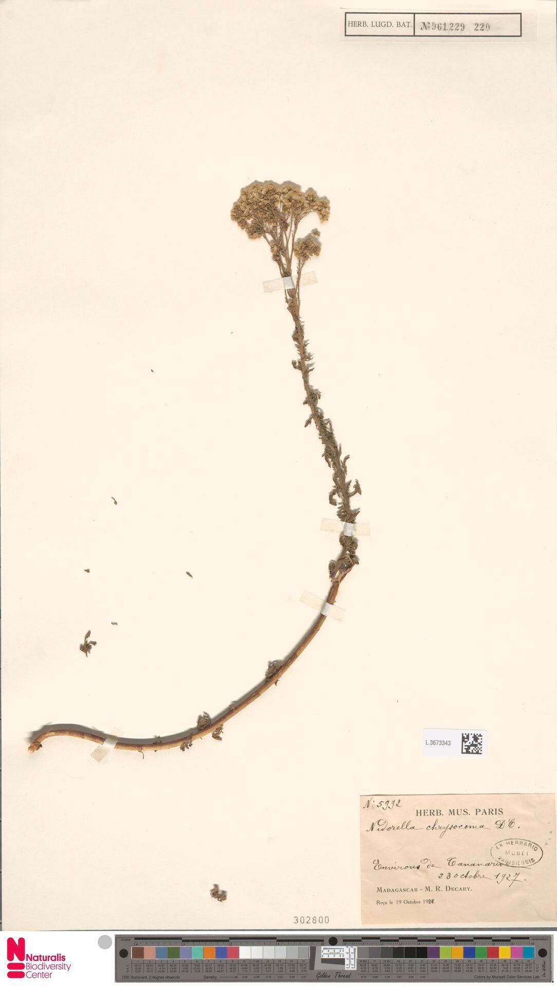 Nidorella chrysocoma — houseplant care guide