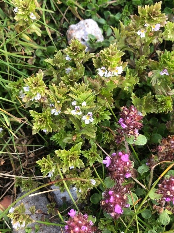 Euphrasia hirtella — search result for 'Orobanchaceae'