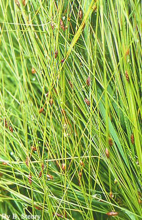 Eleocharis tortilis — search result for 'Eleocharis'