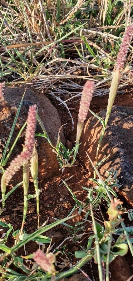 Tragus berteronianus flower