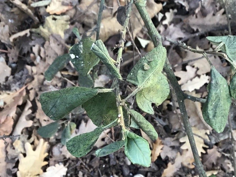 Ceanothus griseus — search result for 'Ceanothus'