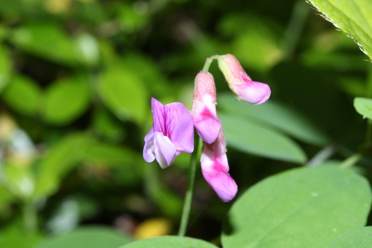 Lathyrus nevadensis flower