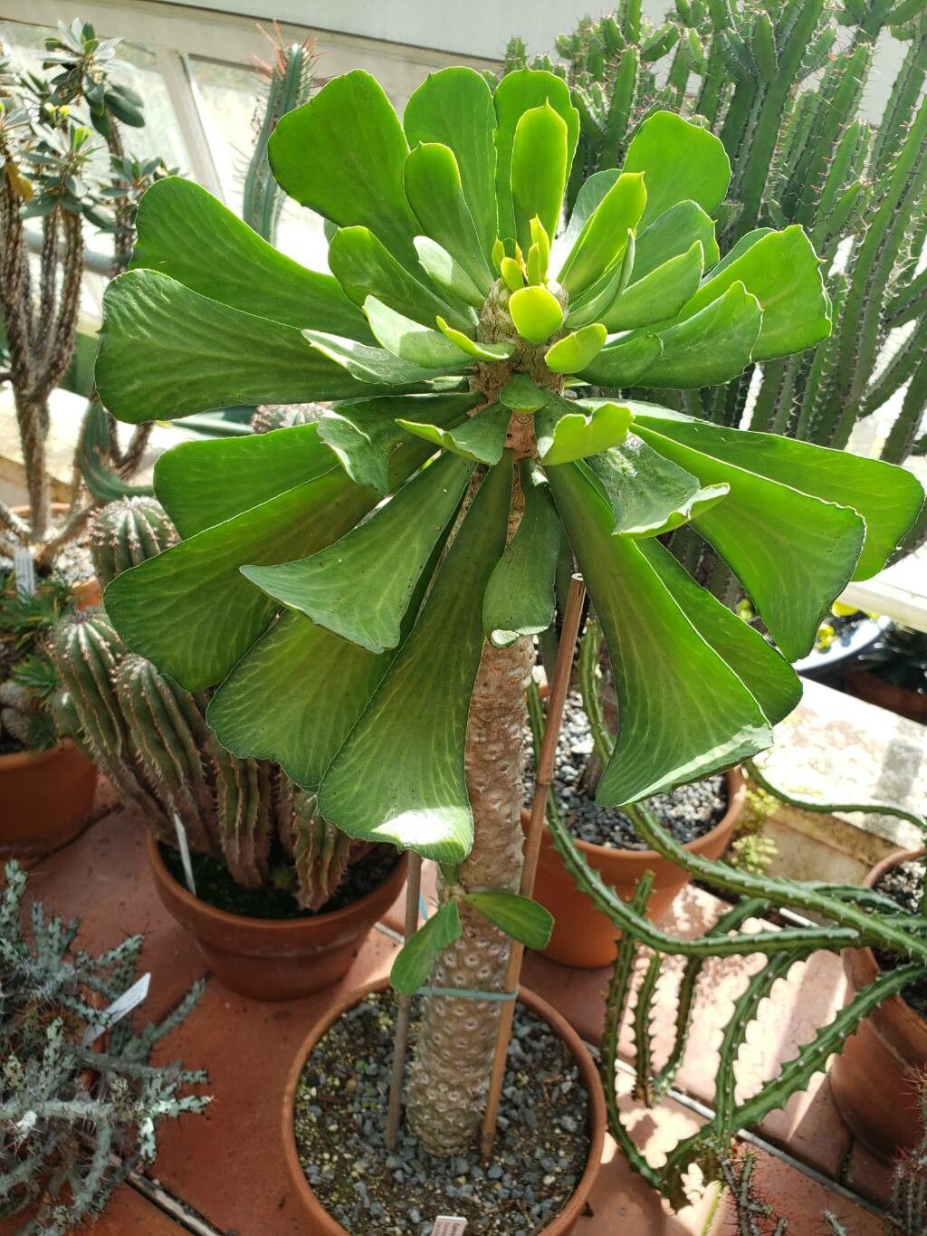 Euphorbia venefica habit