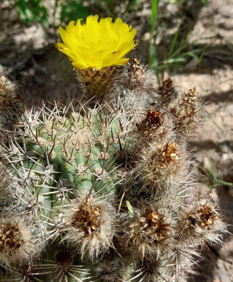 Echinopsis thionantha other