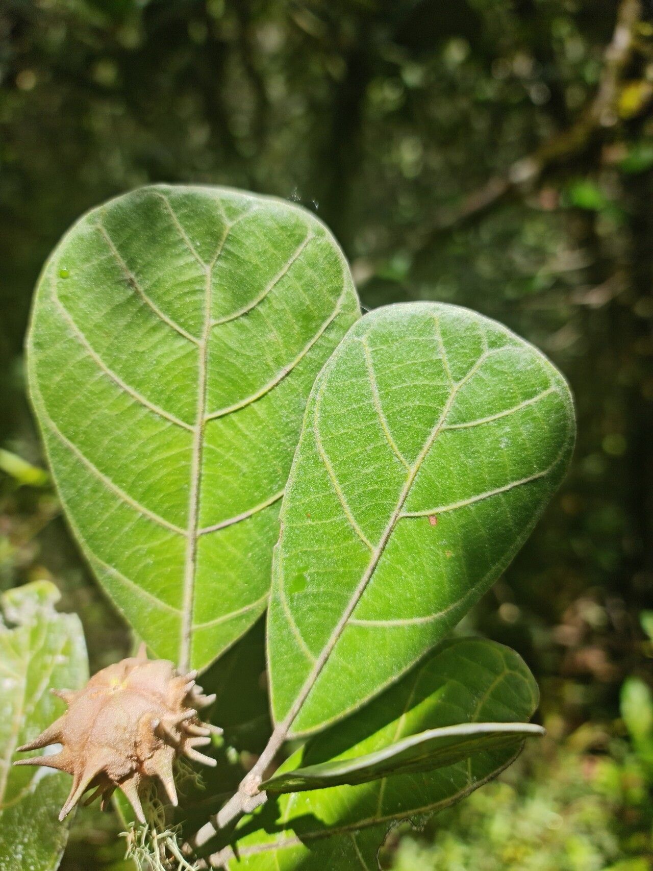 Hancea capuronii leaf