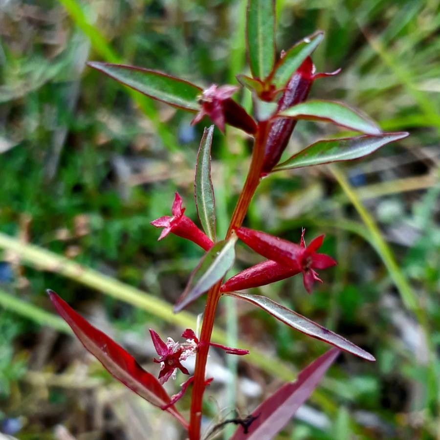 Ludwigia hyssopifolia flower