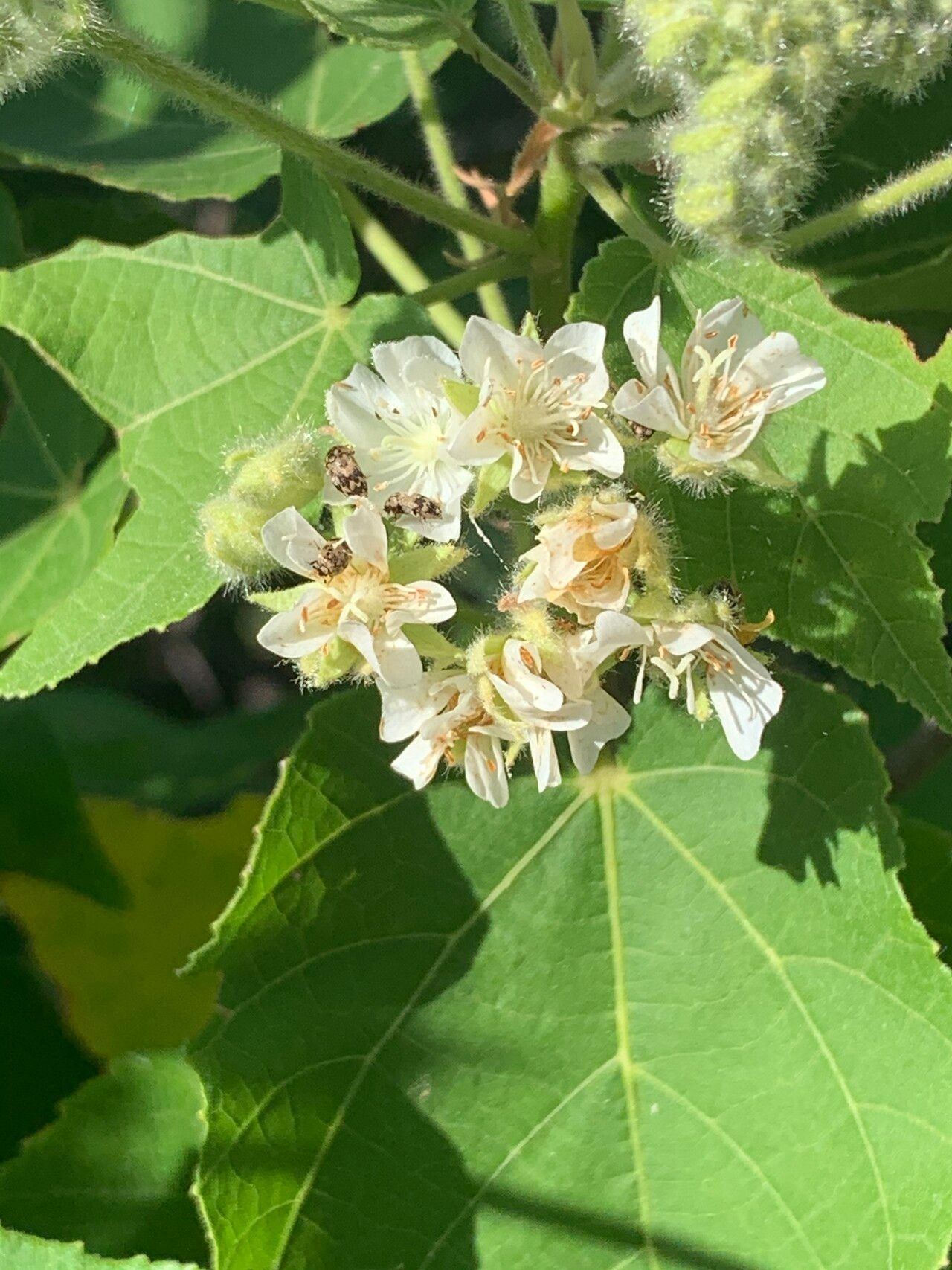 Dombeya kirkii flower