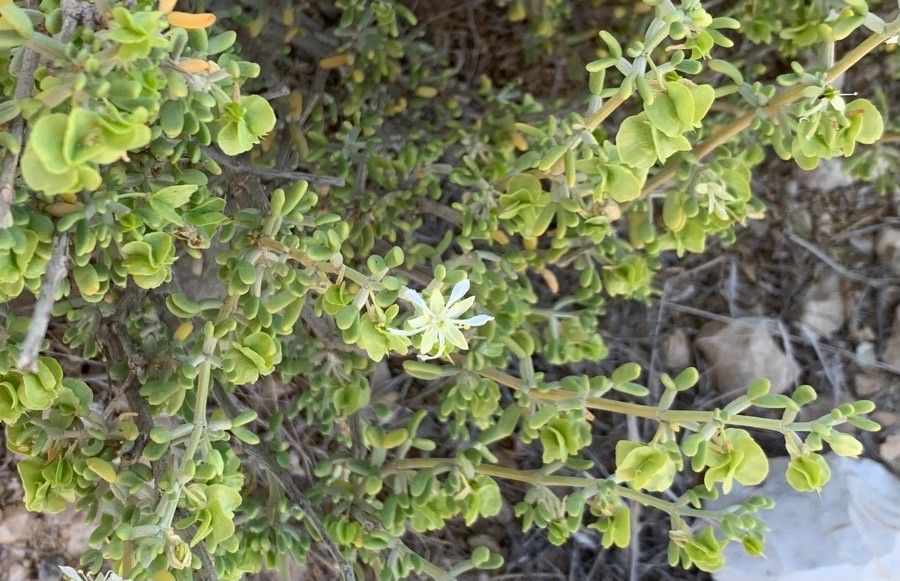 Tetraena dumosa flower