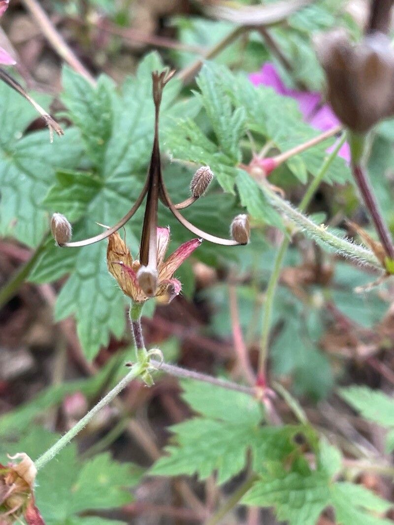 Geranium × oxonianum fruit