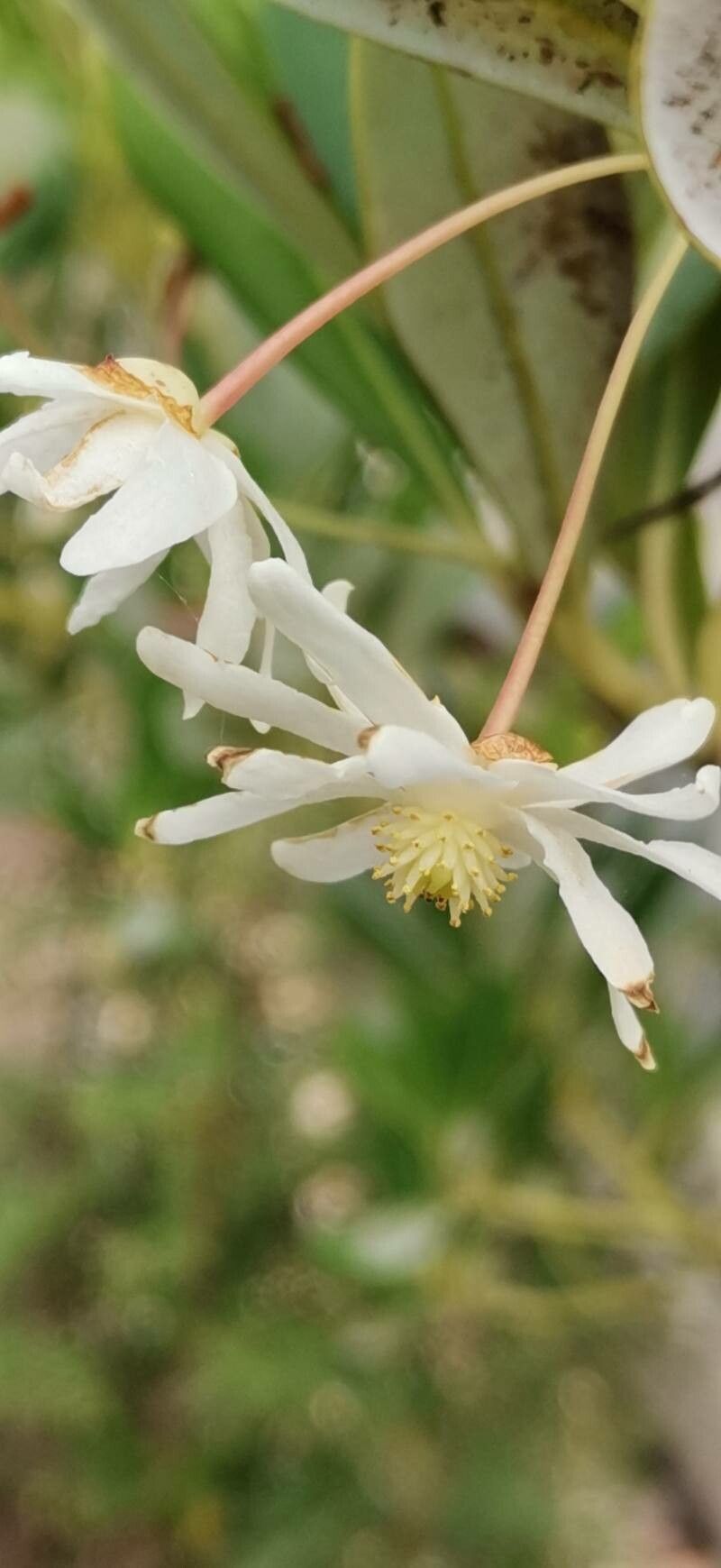 Drimys brasiliensis flower