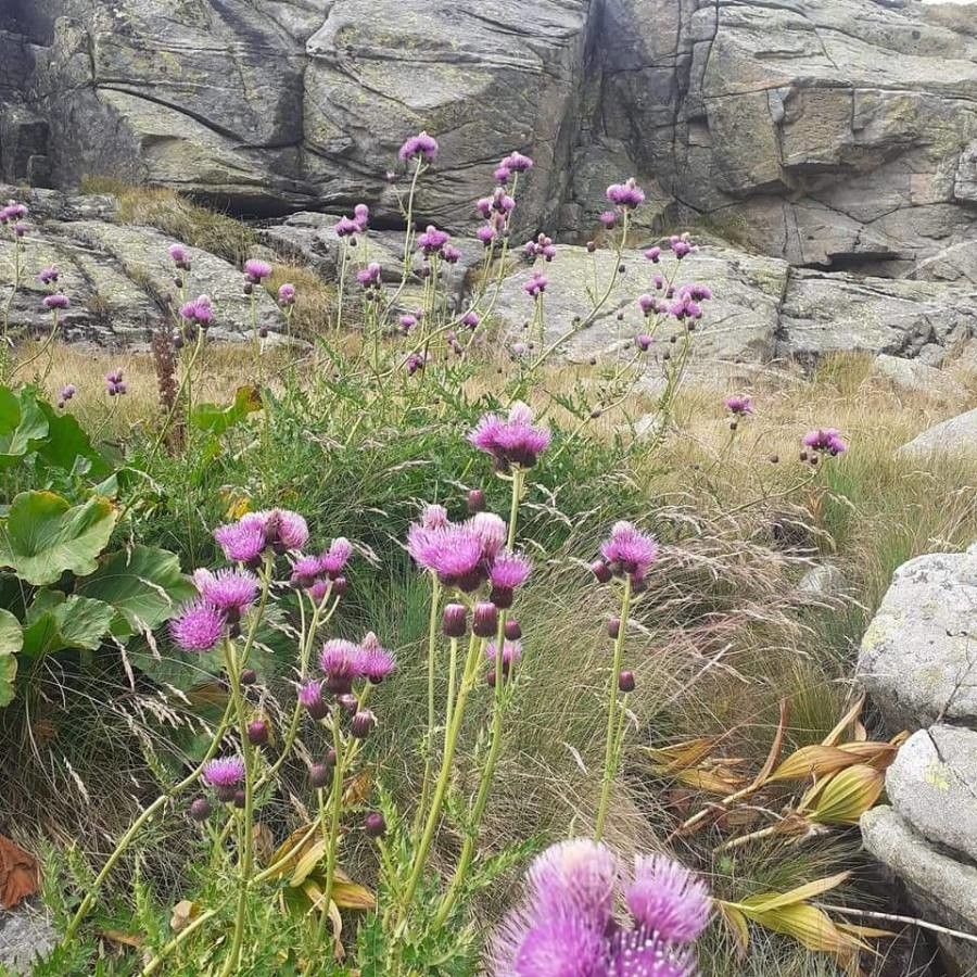 Cirsium appendiculatum — search result for 'Cirsium'