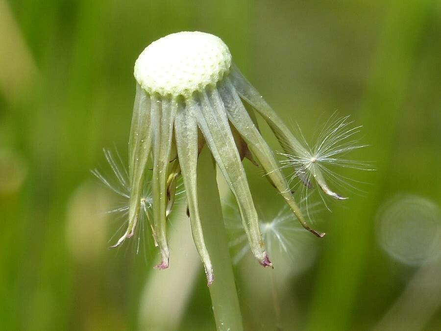 Taraxacum ochrocarpum — houseplant care guide