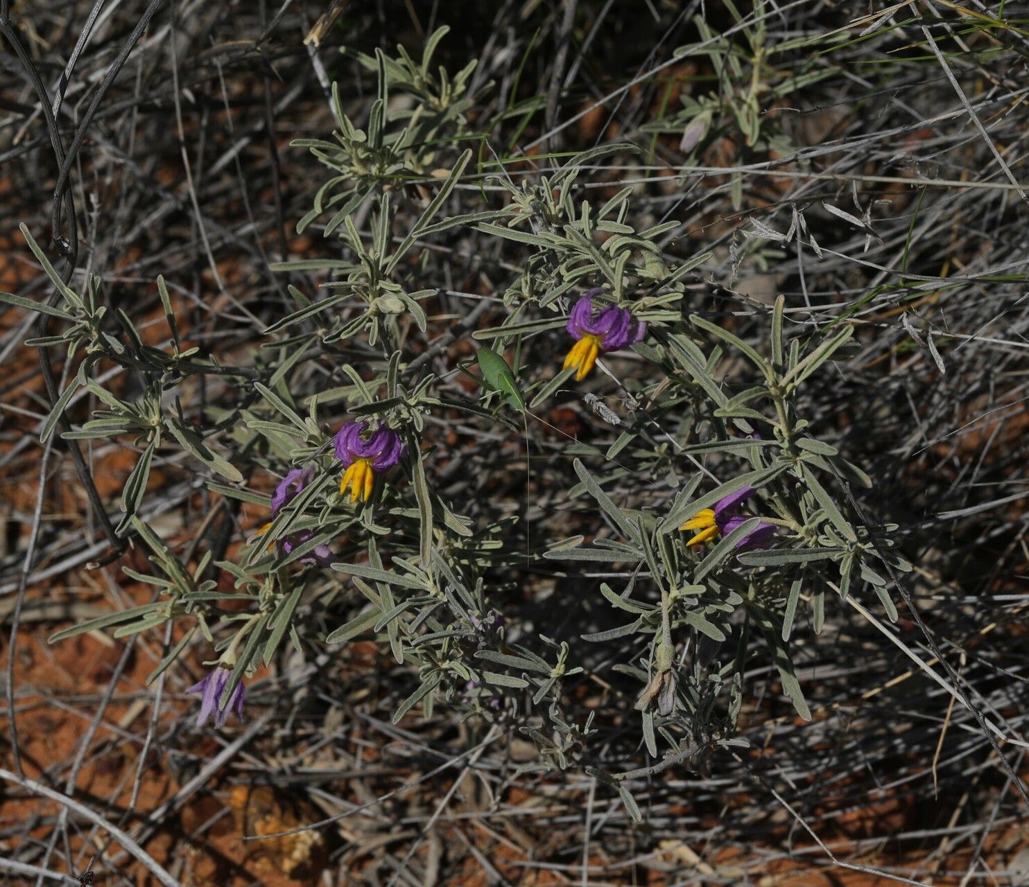 Solanum ammophilum flower