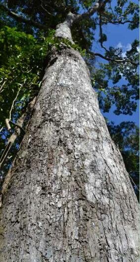 Tinadendron noumeanum — houseplant care guide