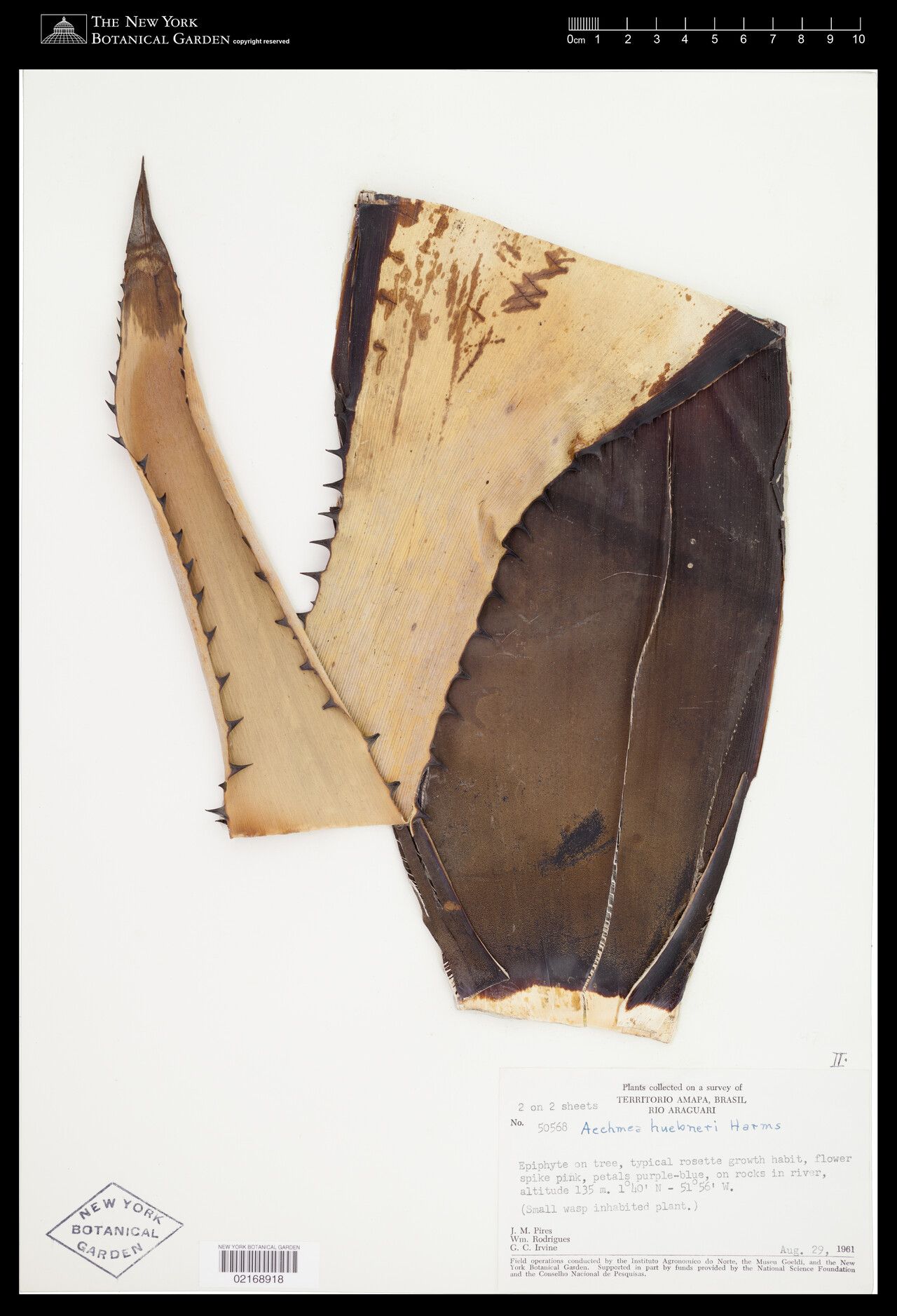 Aechmea huebneri — search result for 'Aechmea'