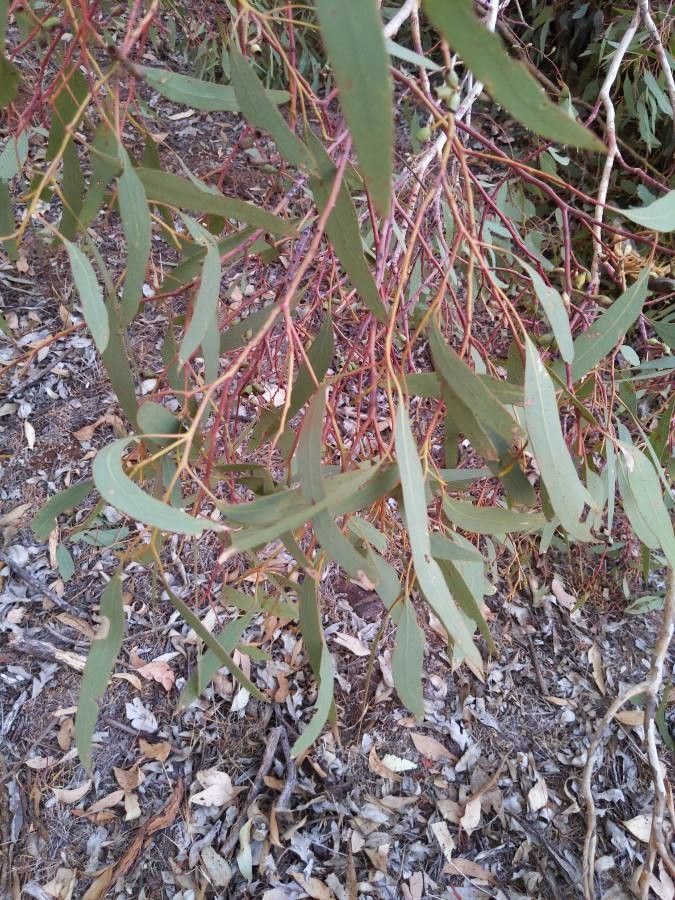 Eucalyptus microcarpa — search result for 'Eucalyptus'