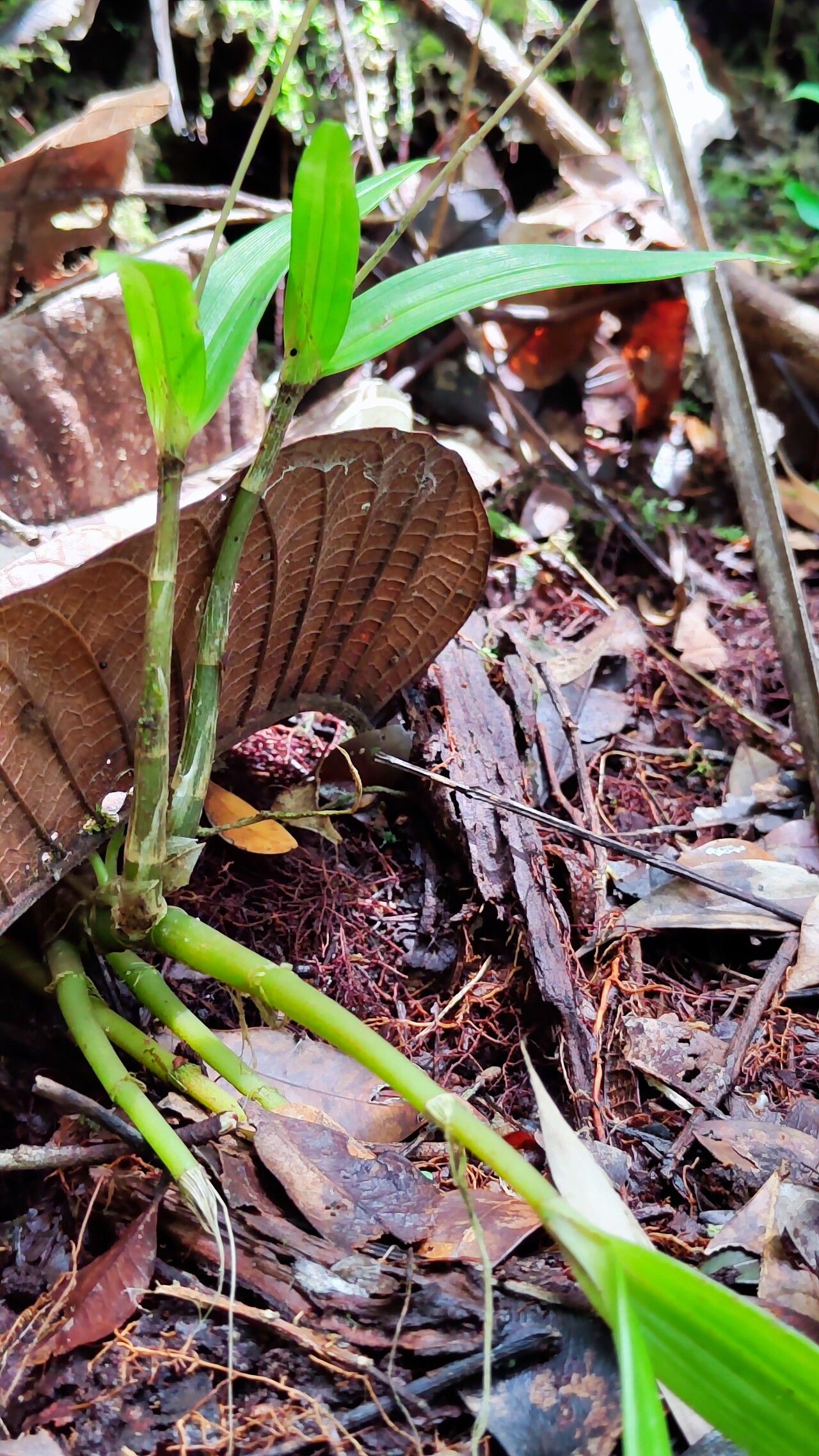 Liparis stenophylla leaf