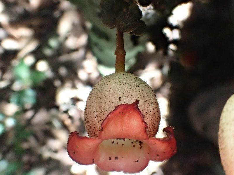 Cola pachycarpa fruit
