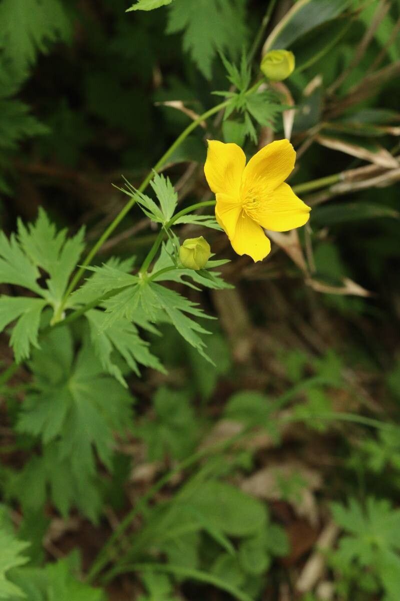 Trollius riederianus flower