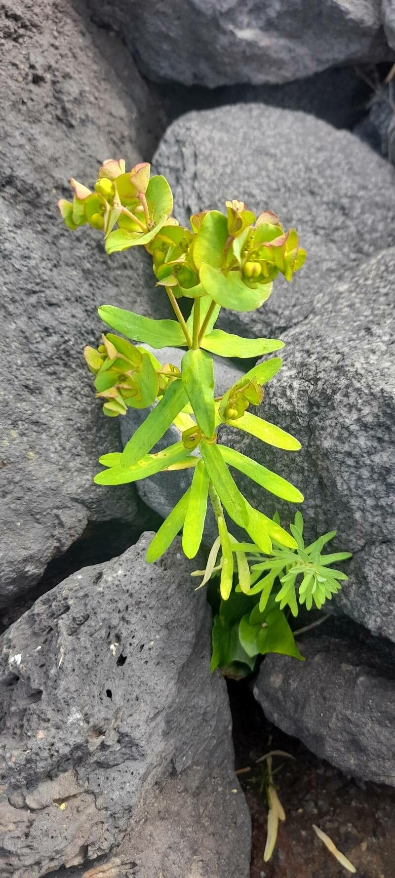 Euphorbia azorica — search result for 'Azores'