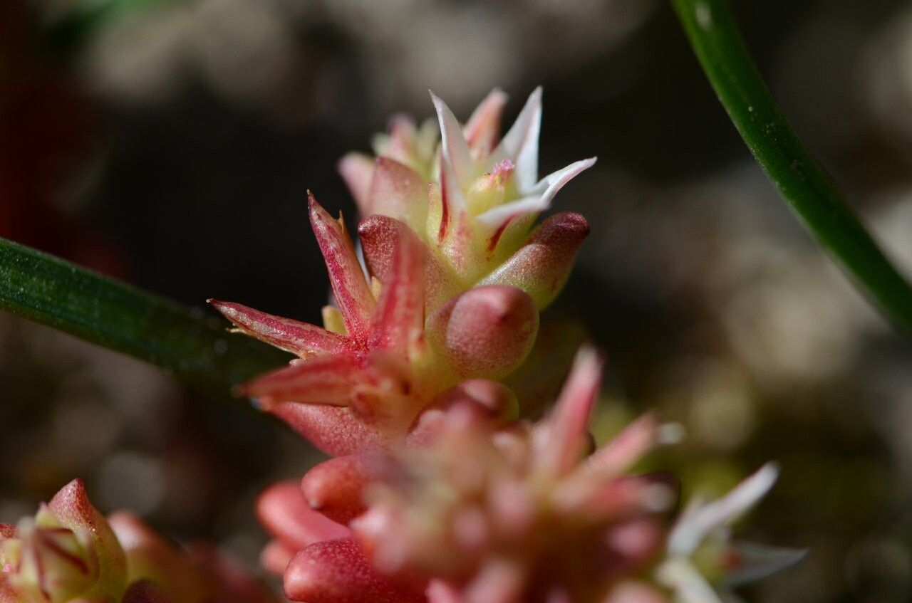 Sedum cespitosum fruit
