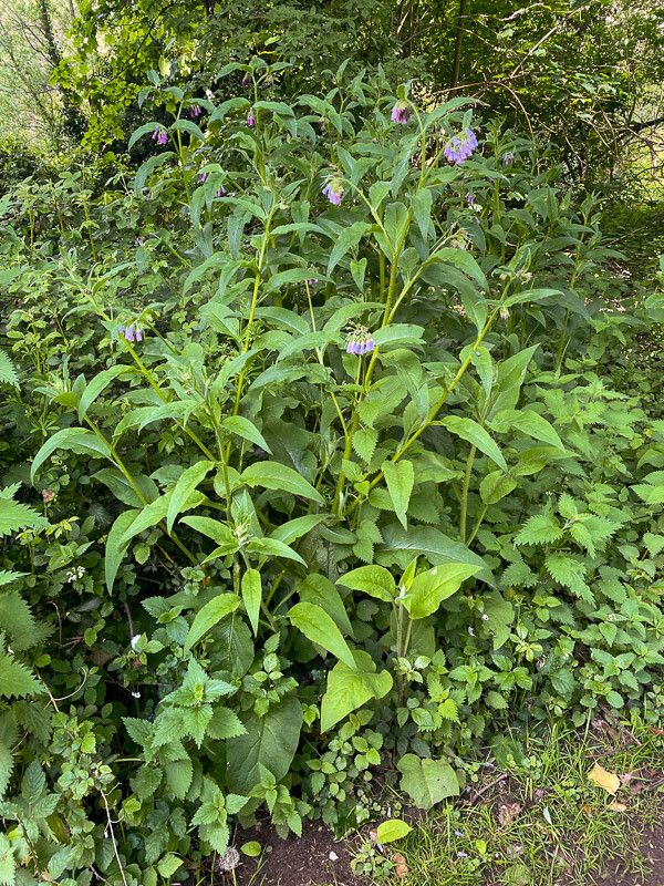 Symphytum × uplandicum habit