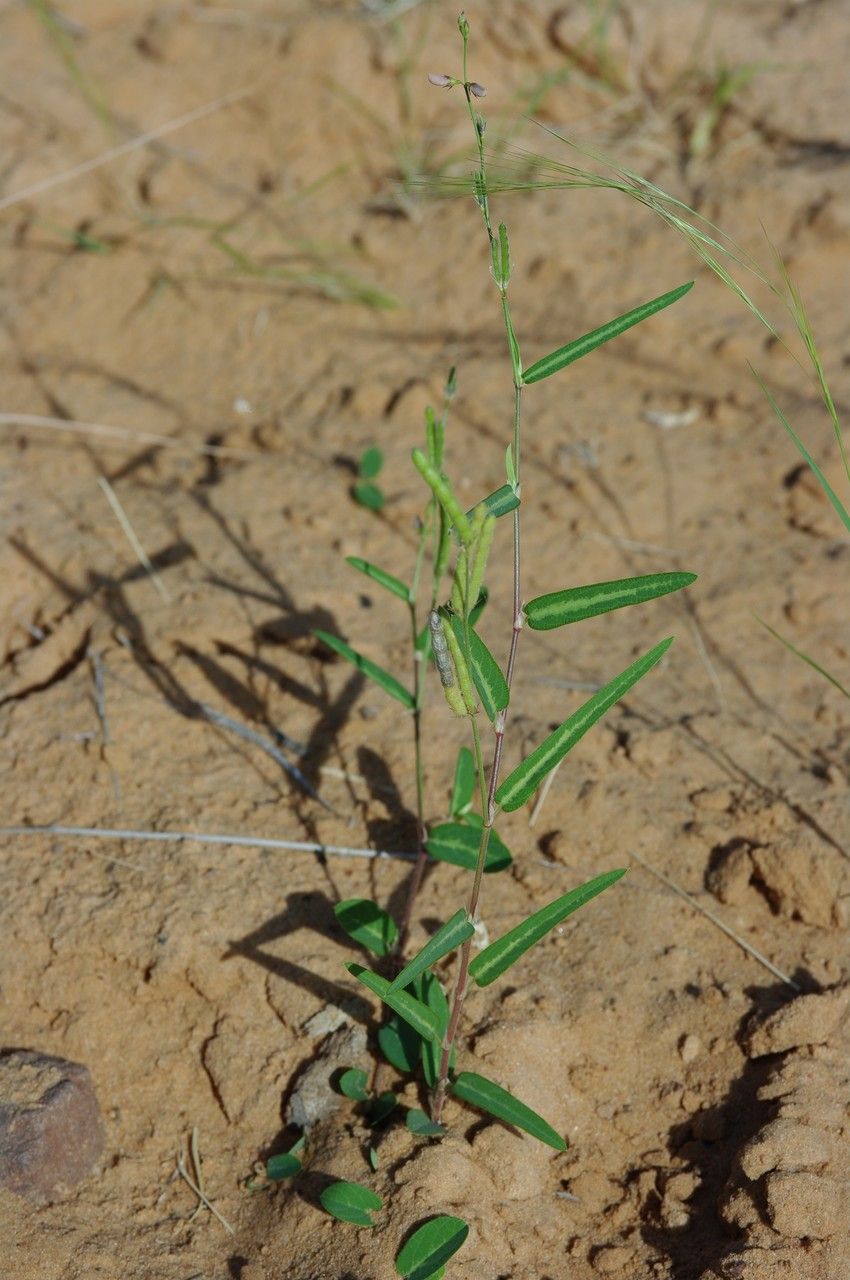 Alysicarpus ovalifolius habit