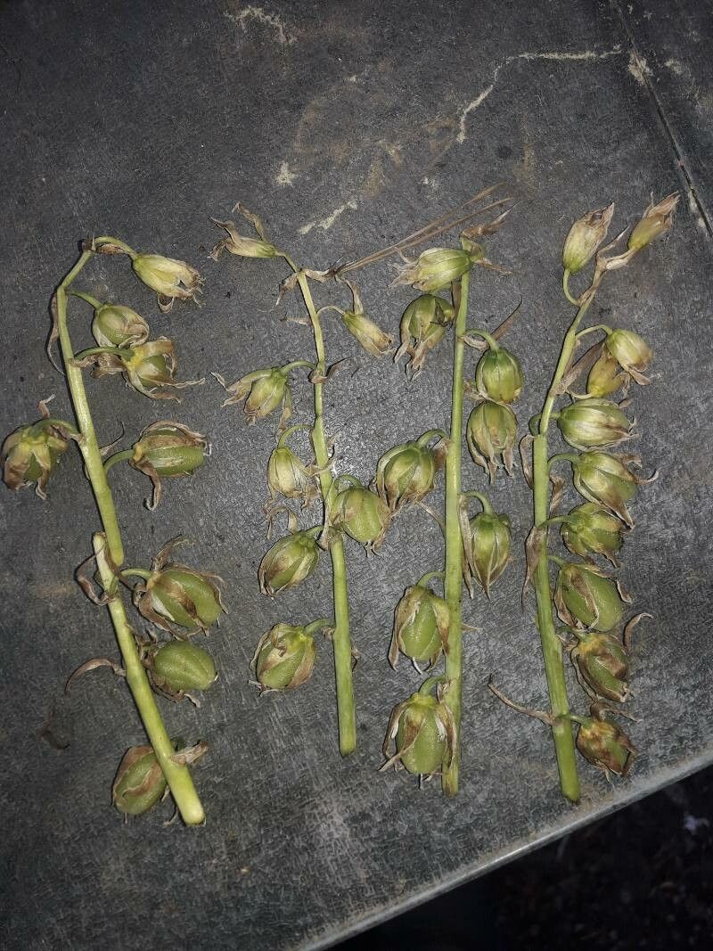 Ornithogalum nutans fruit