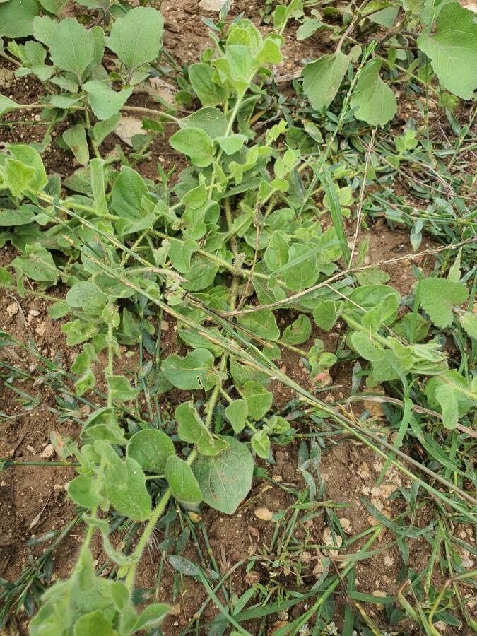 Matelea biflora leaf