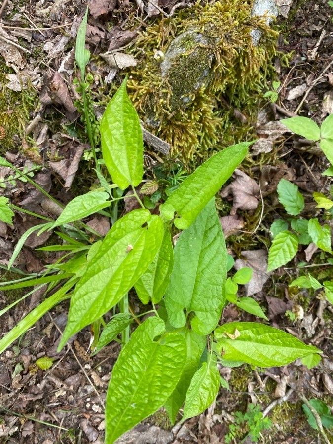 Aristolochia serpentaria habit