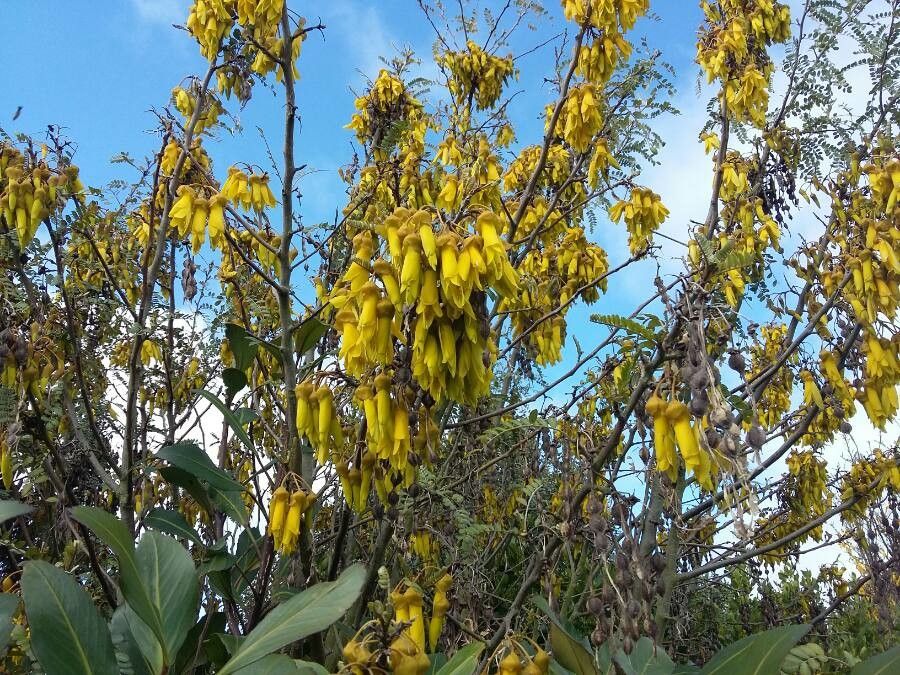 Sophora microphylla flower