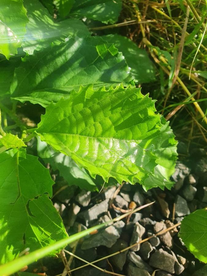 Cordia crenata — search result for 'Cordia'