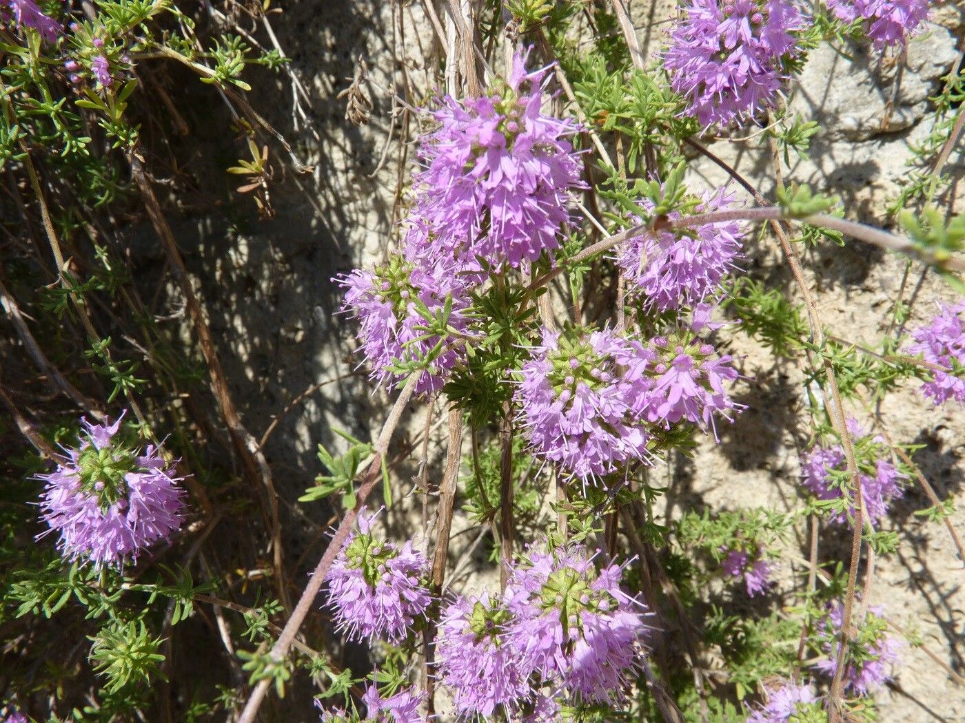 Thymus saturejoides other