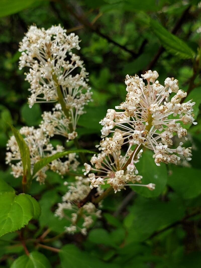 Ceanothus sanguineus flower
