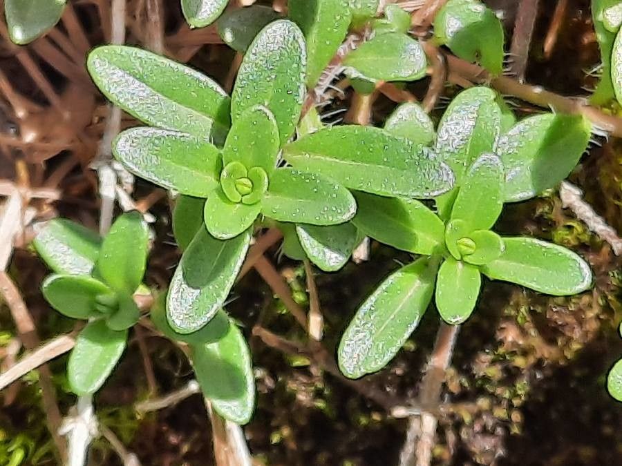 Thymus serpyllum — herb houseplant