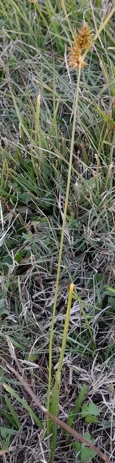 Carex bonariensis habit