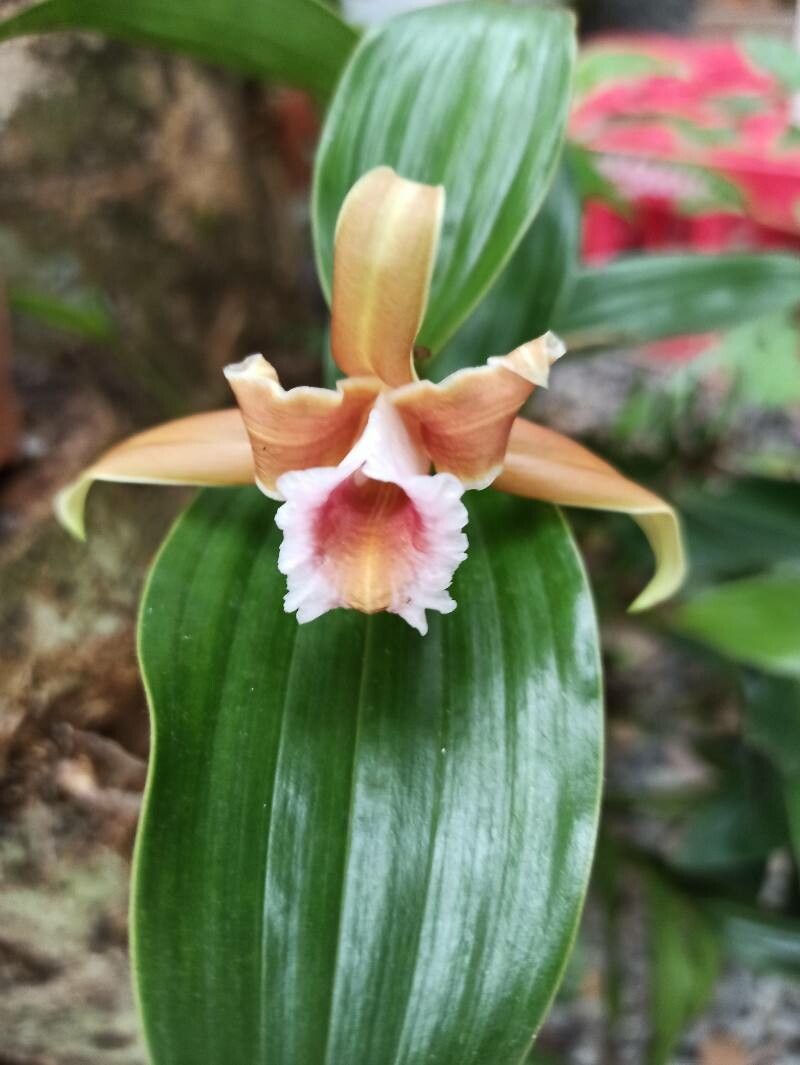 Sobralia atropubescens flower
