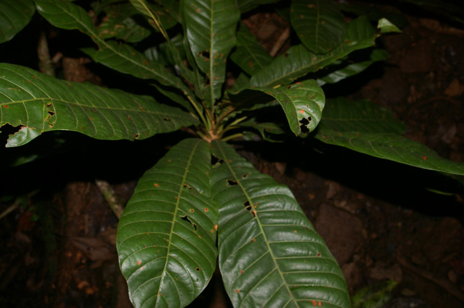 Pouteria congestifolia — houseplant care guide