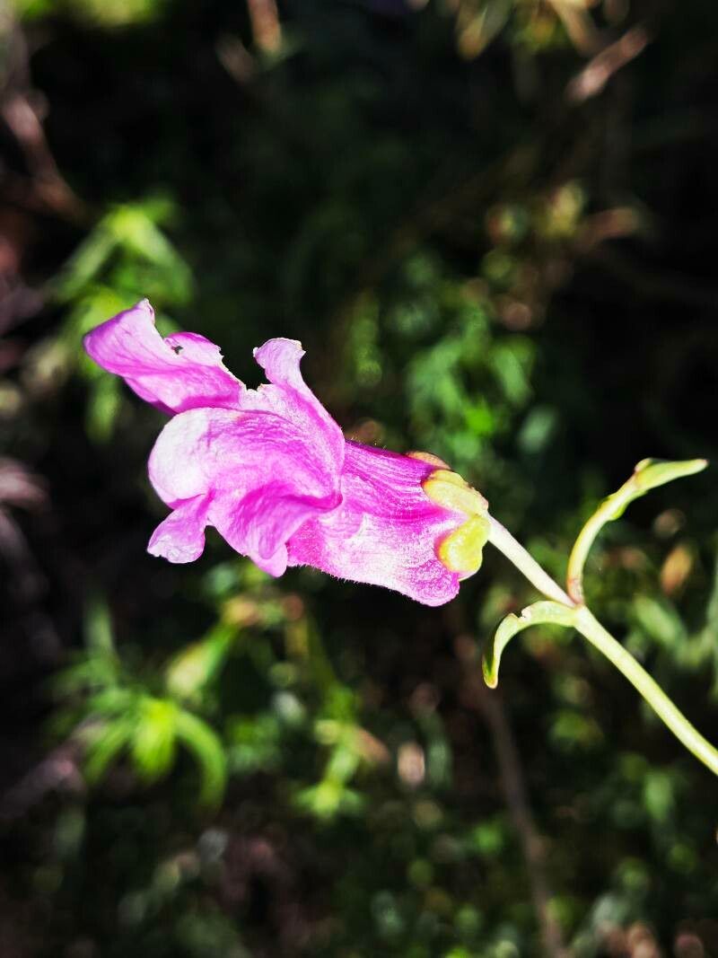 Antirrhinum tortuosum — search result for 'Antirrhinum'
