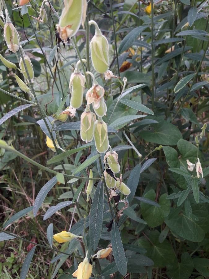 Crotalaria juncea fruit