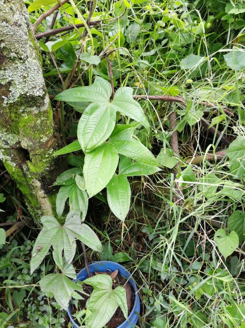 Dioscorea trifida habit