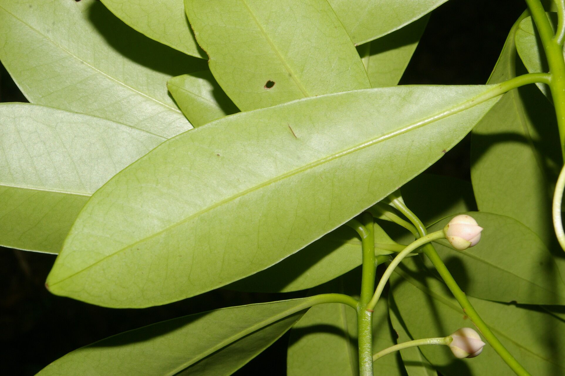 Ternstroemia tepezapote leaf