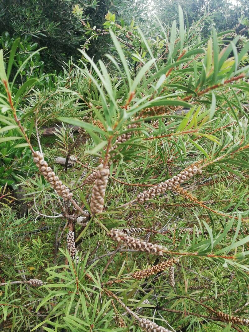 Melaleuca linearis fruit