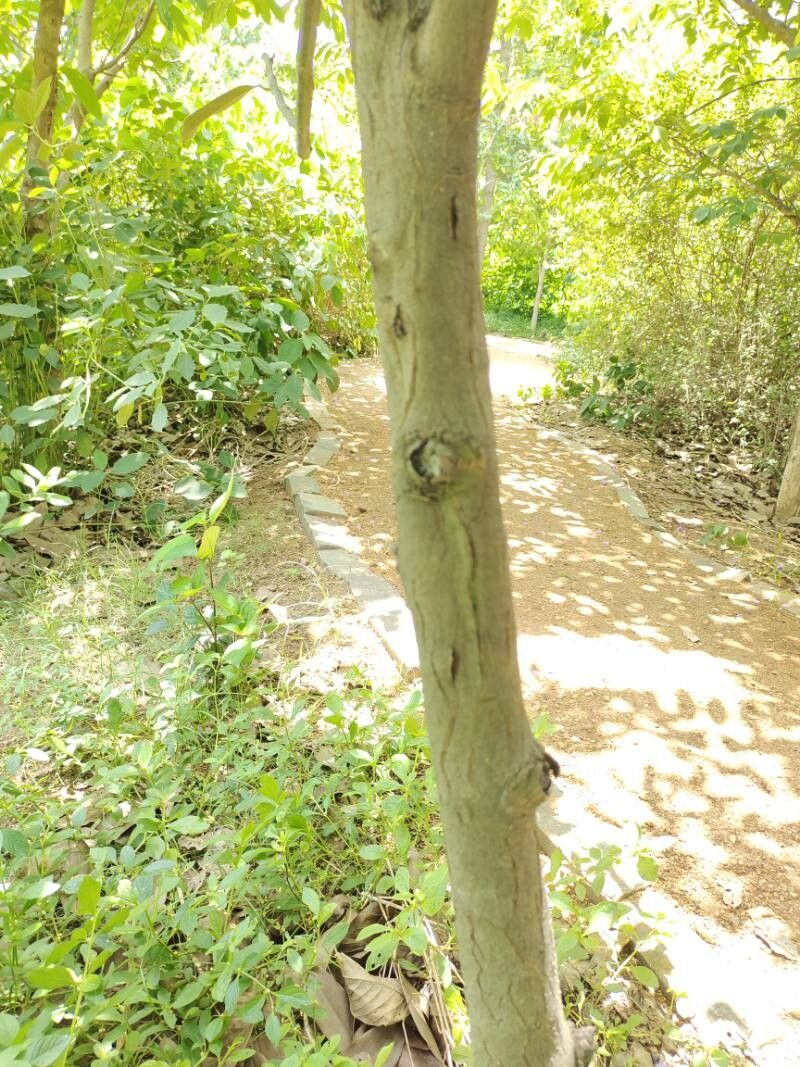 Diospyros malabarica bark